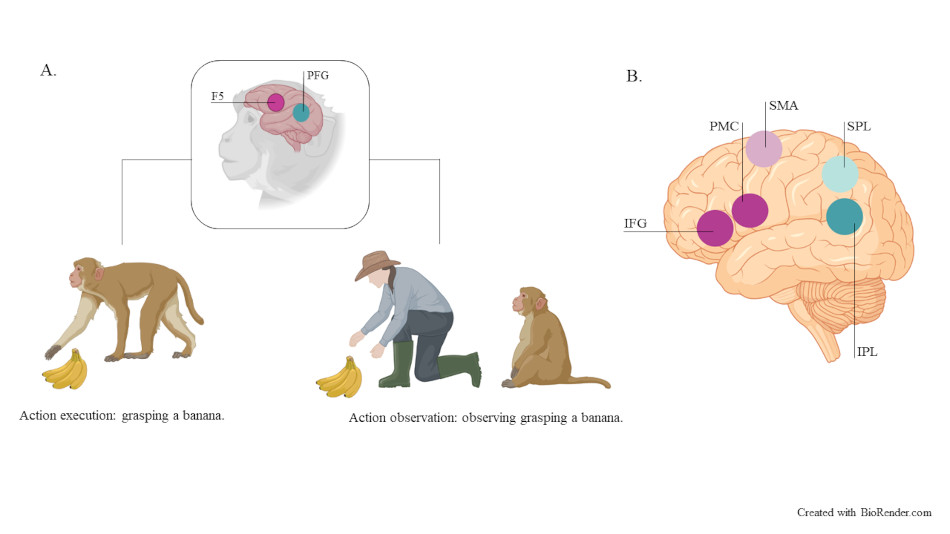 Figure 2: Mirror neurons