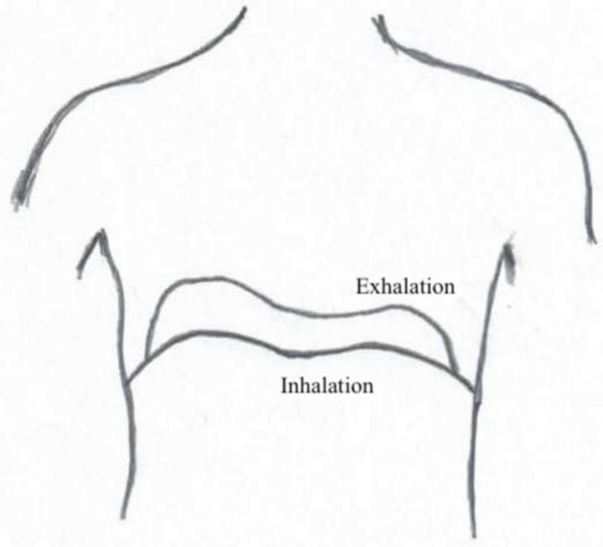 Fig 3: The diaphragm during inhalation and exhalation